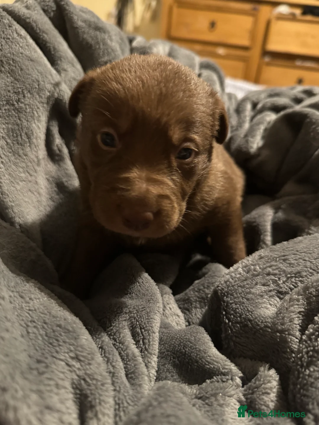 Borador dogs for sale: 8 lab cross collies  - Advert 5