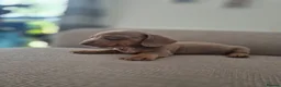Miniature Dachshund dogs for sale: Miniature dashaund  - Advert 12