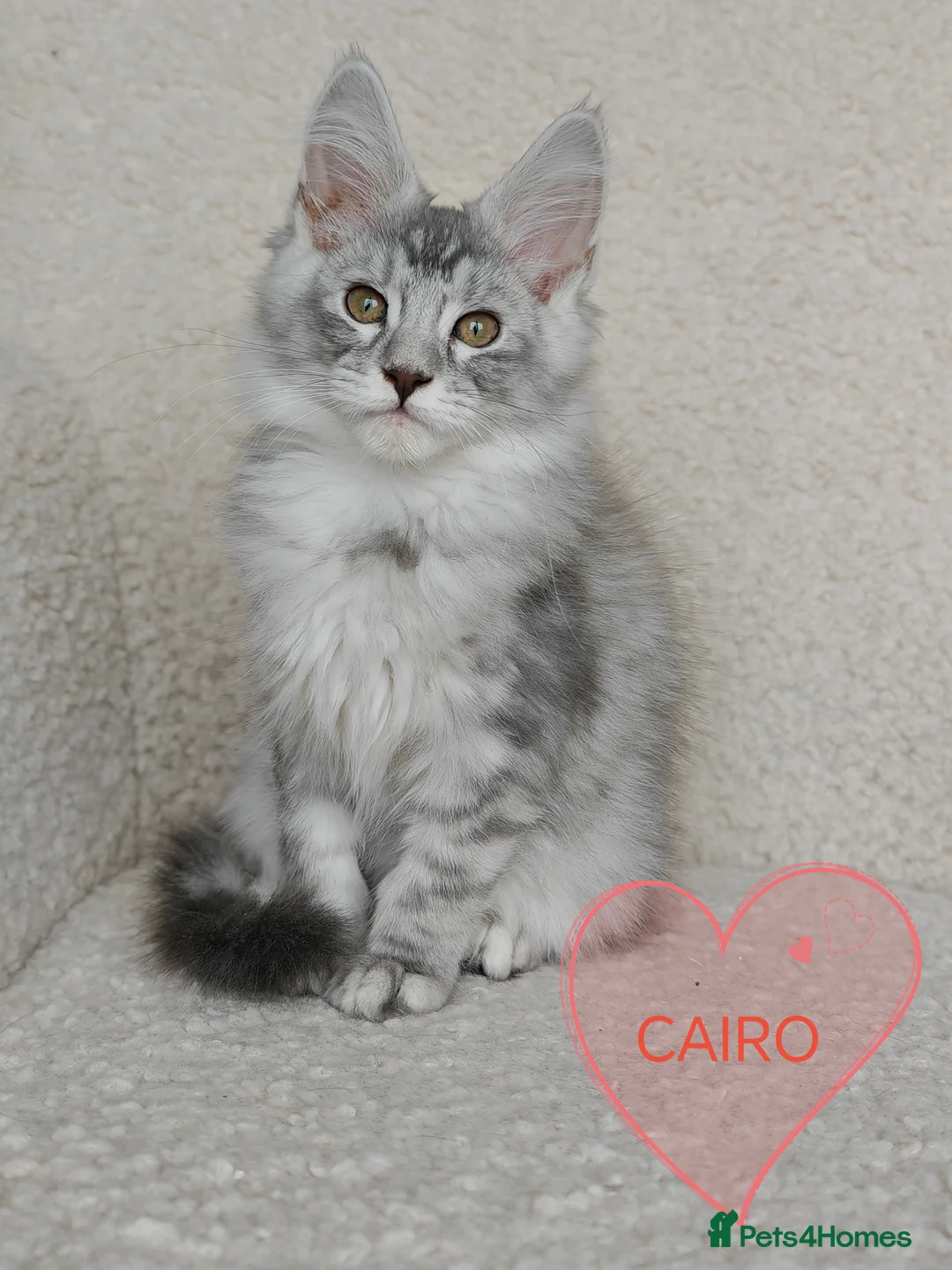 Maine Coon cats for sale: Full pedigree Maine Coon kittens - Advert 14