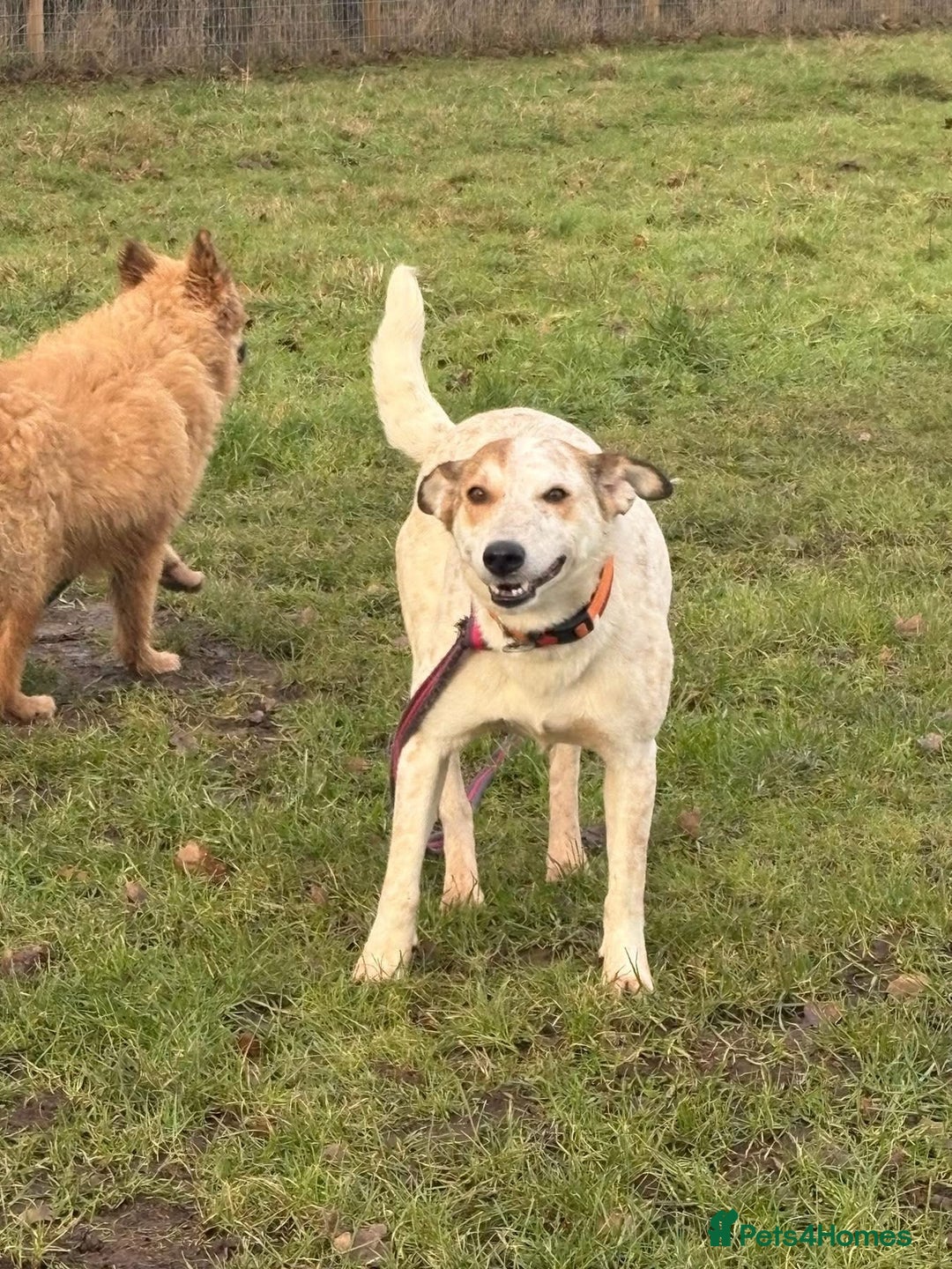 Mixed Breed dogs for adoption: Trinity - Norwich Norfolk  - Advert 17