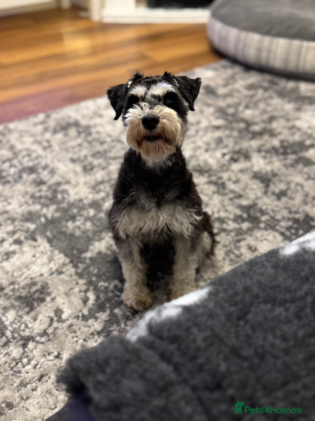Miniature Schnauzer dogs for sale: Absolutely stunning girl 18months old  - Advert 5