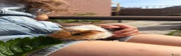 Guinea Pig rodents for sale: RESERVED 5 baby guinea pigs available 21st June - Advert 20