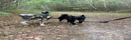 Mixed Breed dogs for adoption: Rolo - Norwich Norfolk  - Advert 20