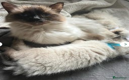Ragdoll cats for sale: A Unique Ragdoll Kitten Waiting for a Loving home  - Image 21