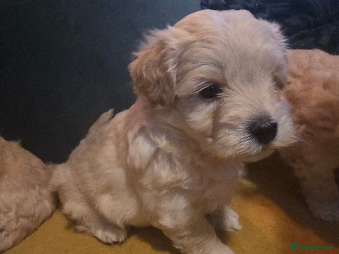 Maltipoo dogs for sale: F1 Maltipoo for sale  - Advert 16