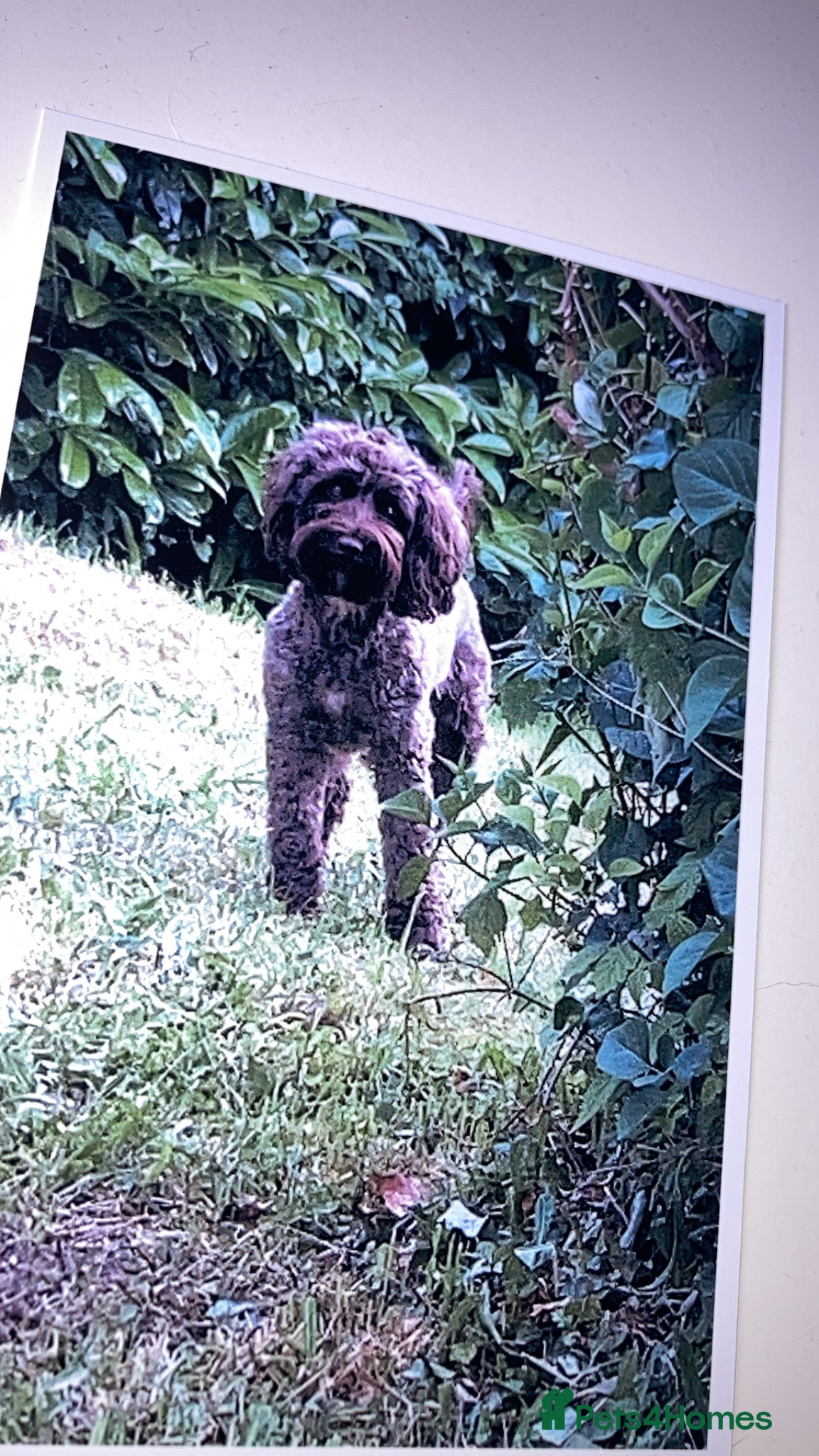 Cockapoo dogs Cockerpoo F1b puppies  - Advert 12