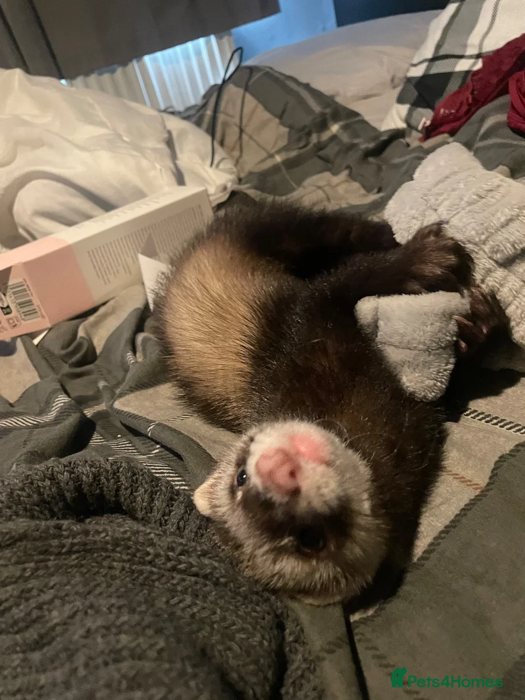 Ferret rodents for sale: 2 ferrets in Keighley - Advert 2
