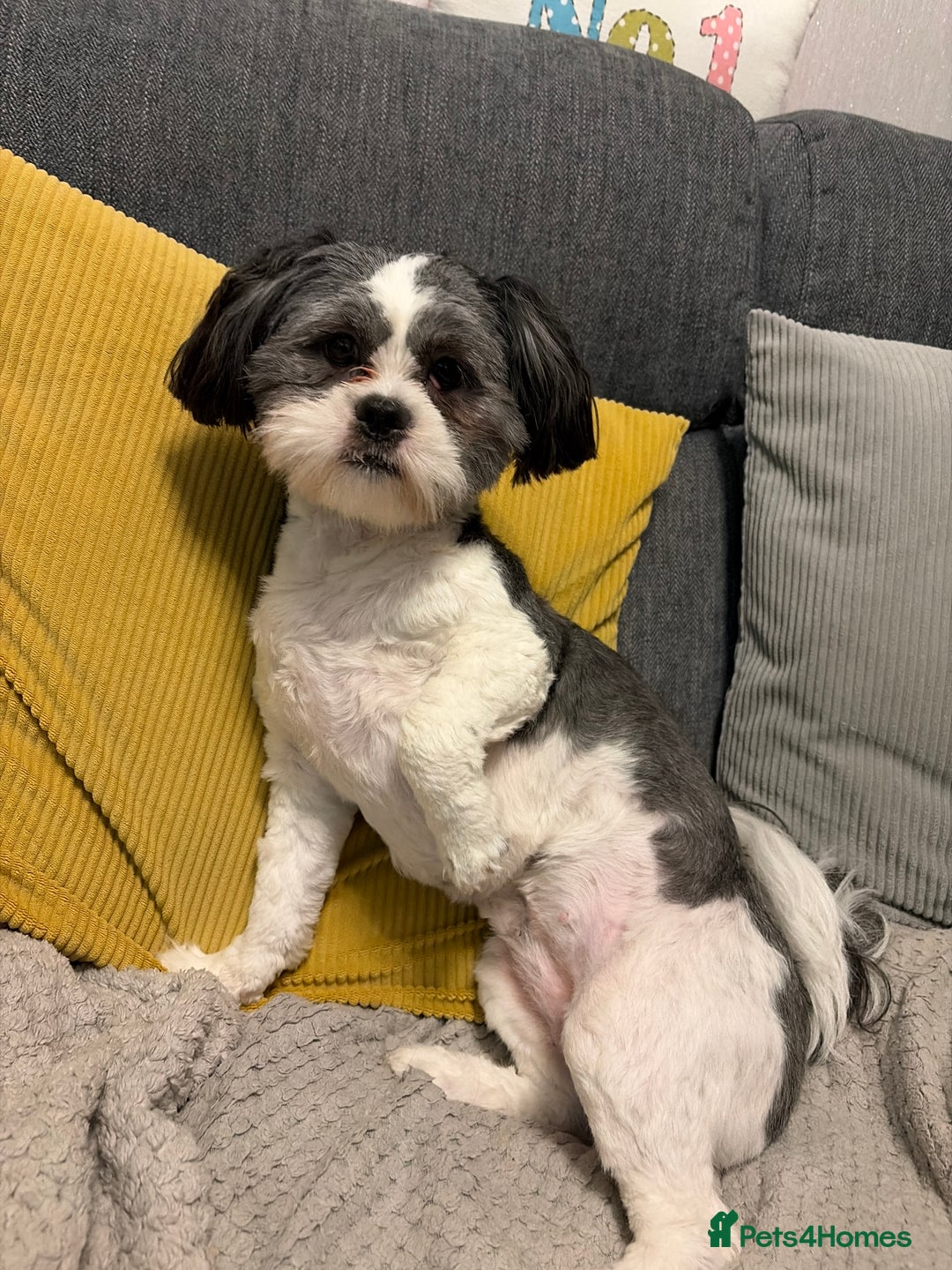 Lhasa Apso dogs for sale: 10 Month old black and white Lhasa apso girl - Advert 1