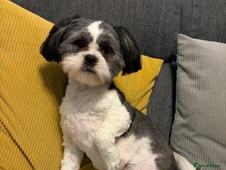 Lhasa Apso dogs 10 Month old black and white Lhasa apso girl - Advert 1