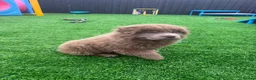 Chow Chow dogs for sale: Stunning rare lilac chow chow male puppy for sale  - Advert 7