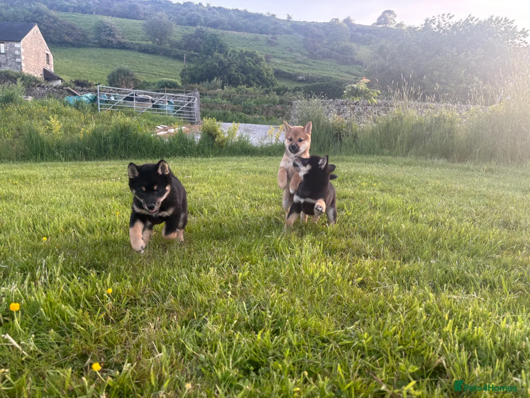 Japanese Shiba Inu dogs for sale: 3 beautiful Shiba puppies  - Advert 1