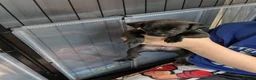 Mixed Breed dogs for sale: F1 jackain  - Advert 11