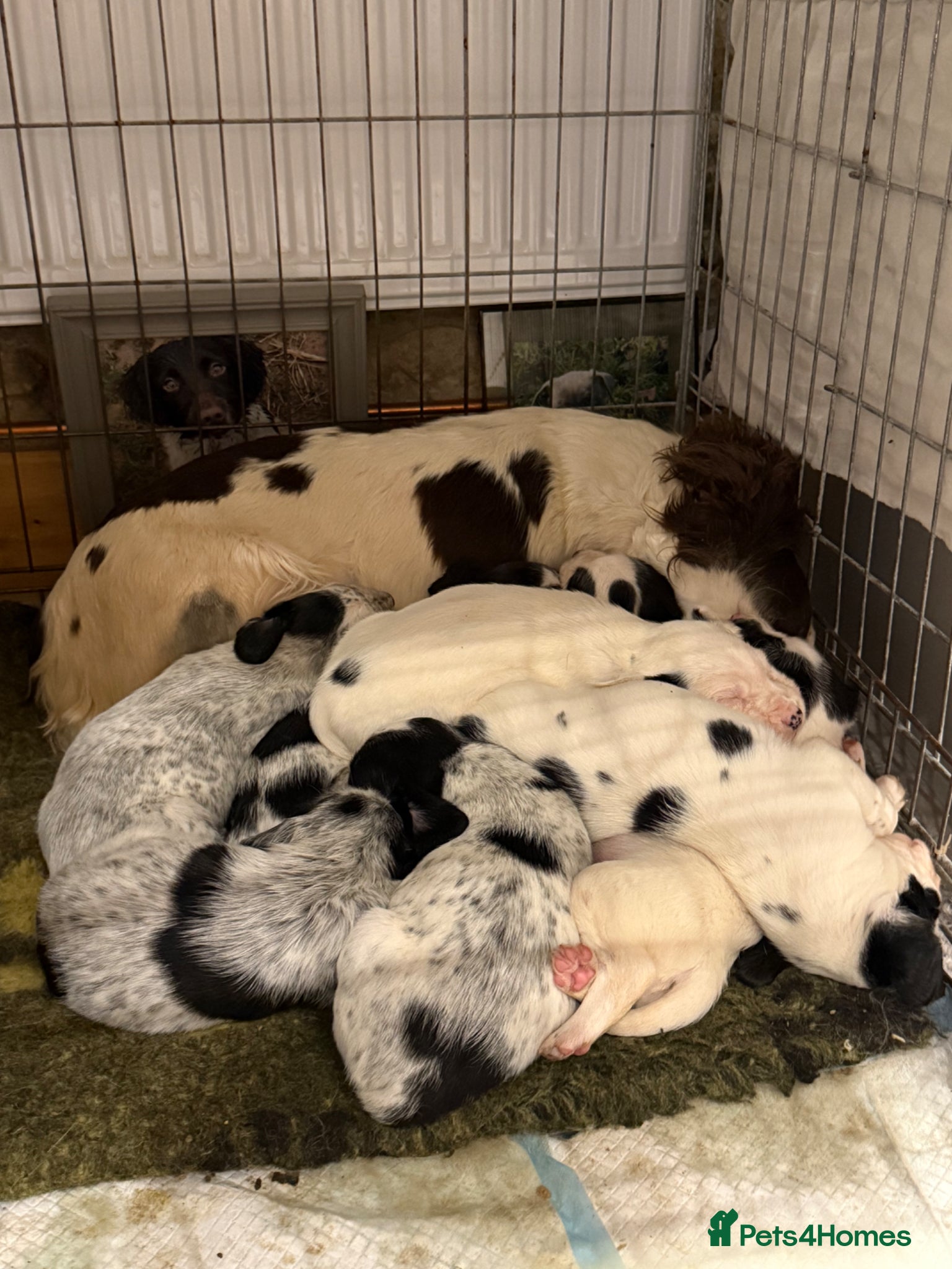 Mixed Breed dogs Spaniel X Foxhounds - Advert 18