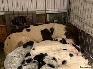 Mixed Breed dogs Spaniel X Foxhounds - Advert 18