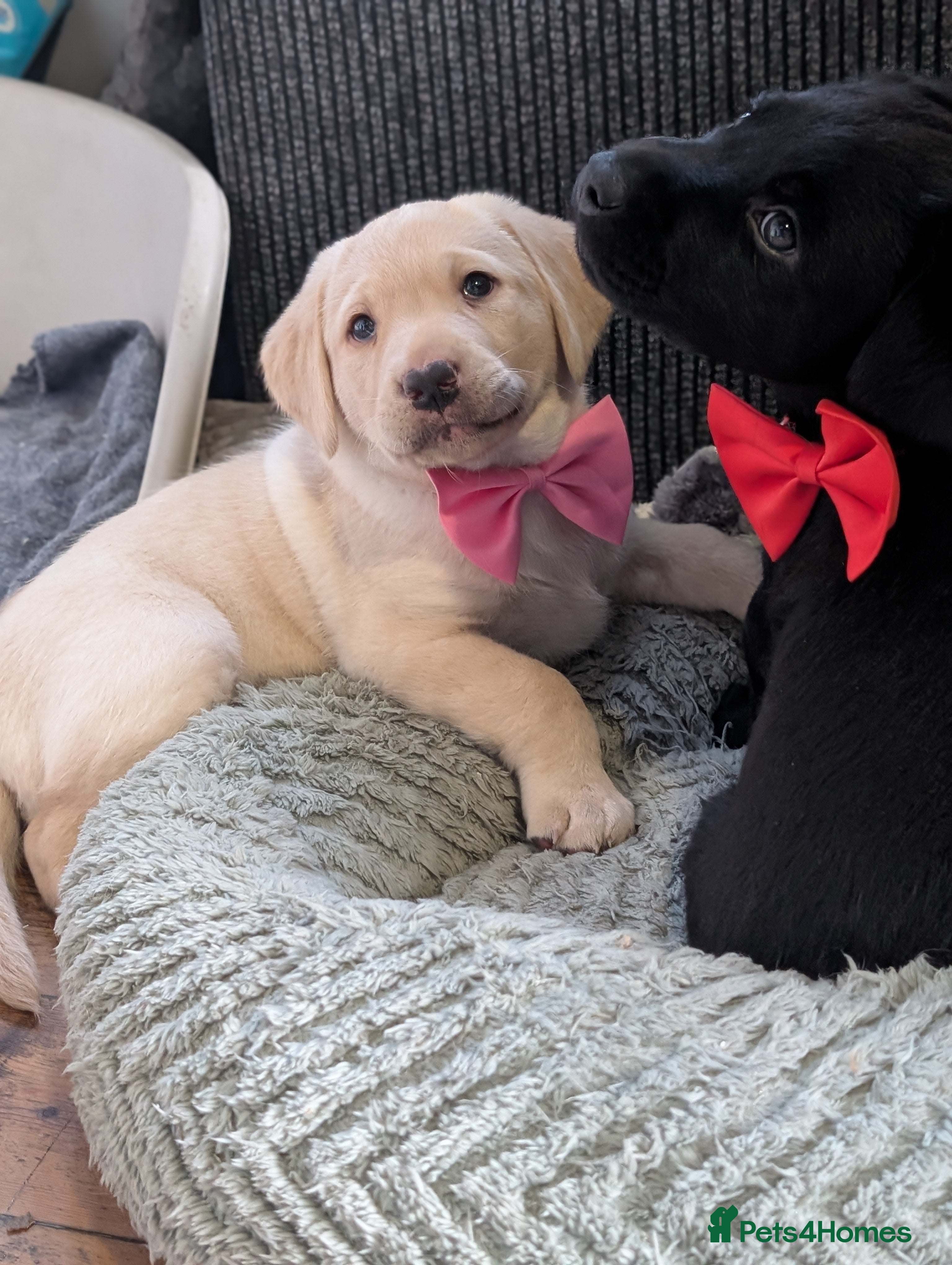 Labrador Retriever dogs Gorgeous Labrador puppies from good working lines  - Advert 3