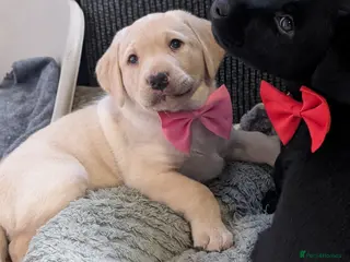 Labrador Retriever dogs Gorgeous Labrador puppies from good working lines - Advert 1