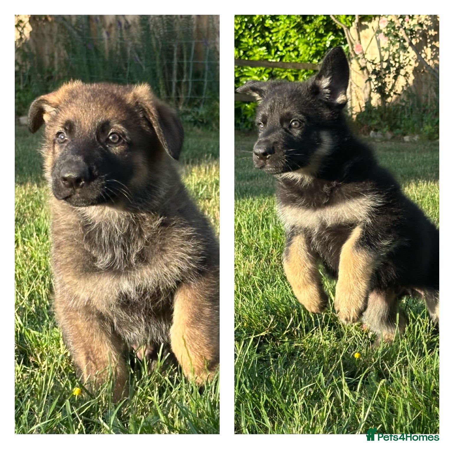 German Shepherd dogs Stunning KC Registered German Shepherd Puppies   - Advert 1
