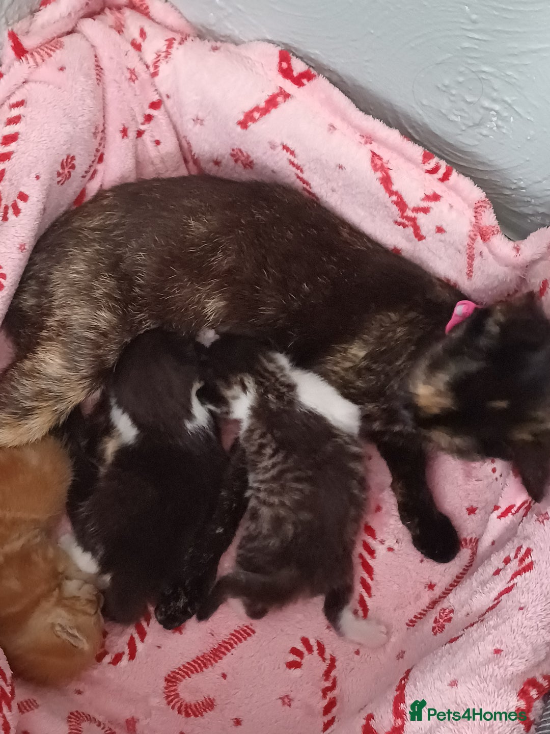 Domestic Shorthair cats for sale: Female tux kitten. - Image 5