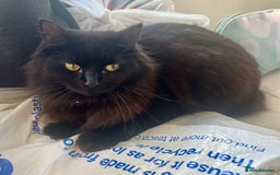 Domestic Shorthair cats for sale: 2 cats looking for a loving home  - Image 1