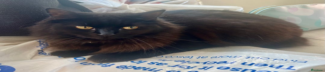 Domestic Shorthair Kitten 2