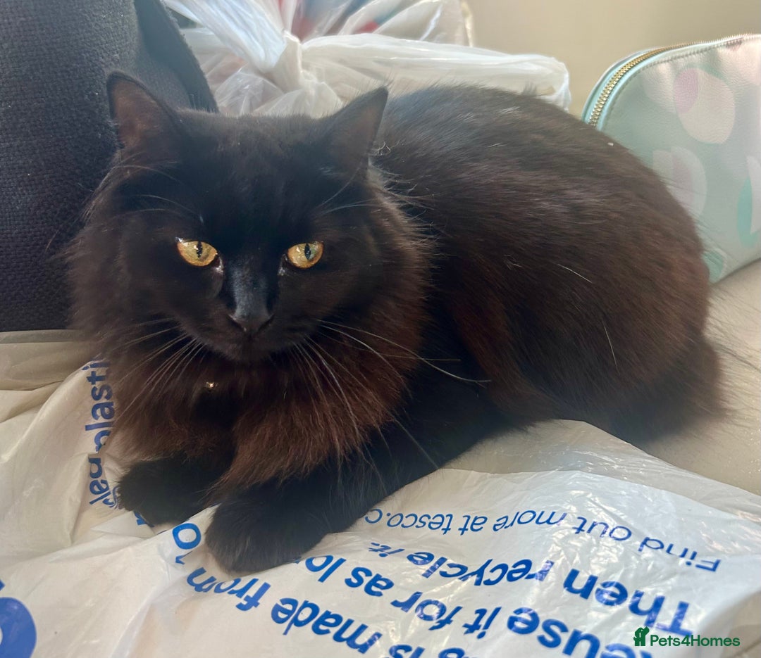 Domestic Shorthair cats for sale: 2 cats looking for a loving home  - Image 1