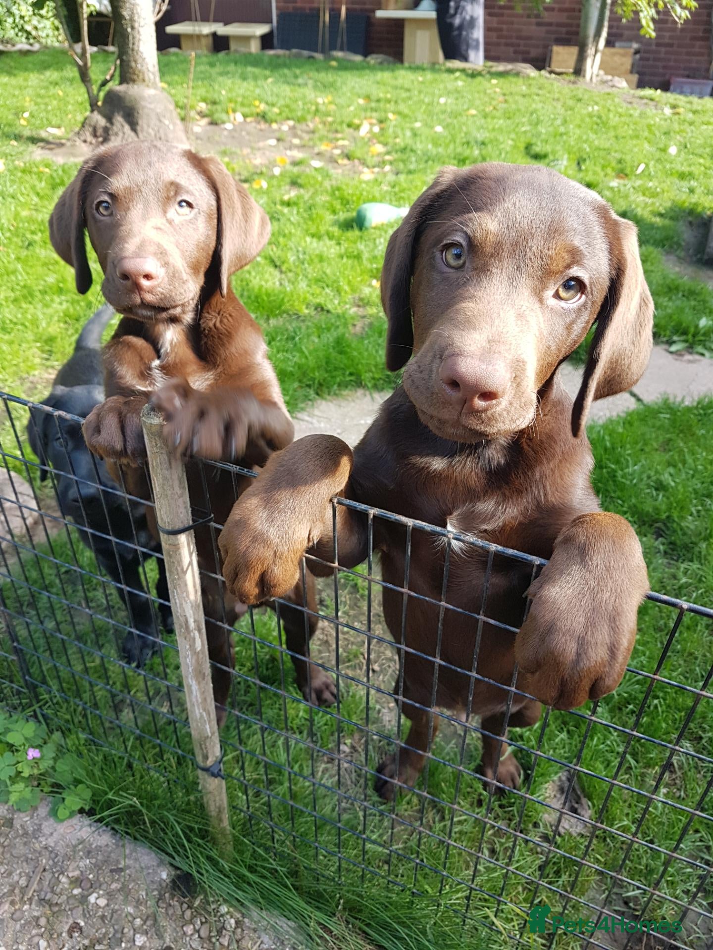 Labrador Retriever dogs Adorable KC Reg Labrador puppies  - Advert 2
