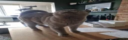 British Shorthair cats for sale: Grey / blue British shorthair for new home in Margate - Advert 4