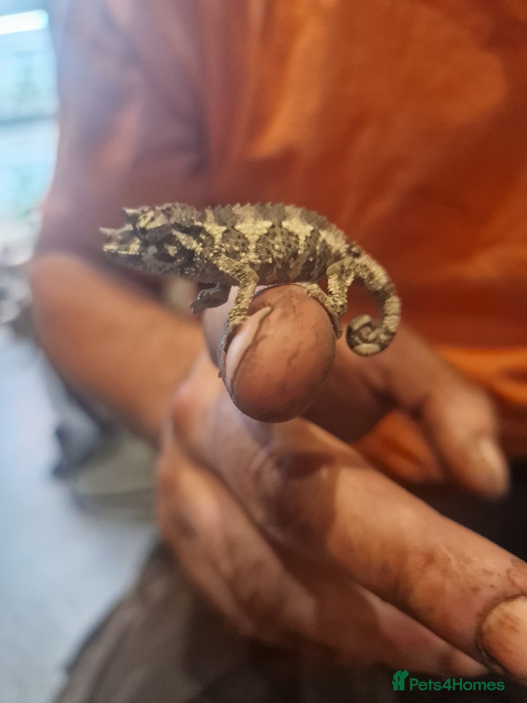 Chameleon reptiles for sale: Baby jackson Chameleons  - Image 5