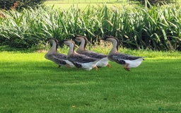 Geese poultry for sale: 2 Unrelated Pairs of Rare African Geese - Image 1