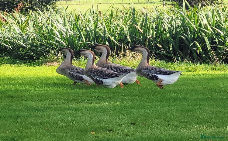 Geese poultry - Advert 1