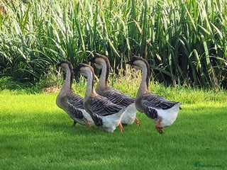 Geese poultry - Advert 6