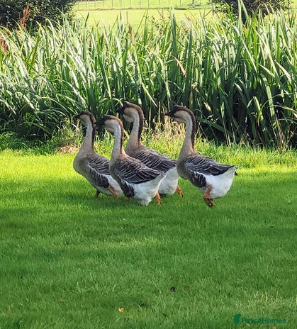 Geese poultry - Advert 1