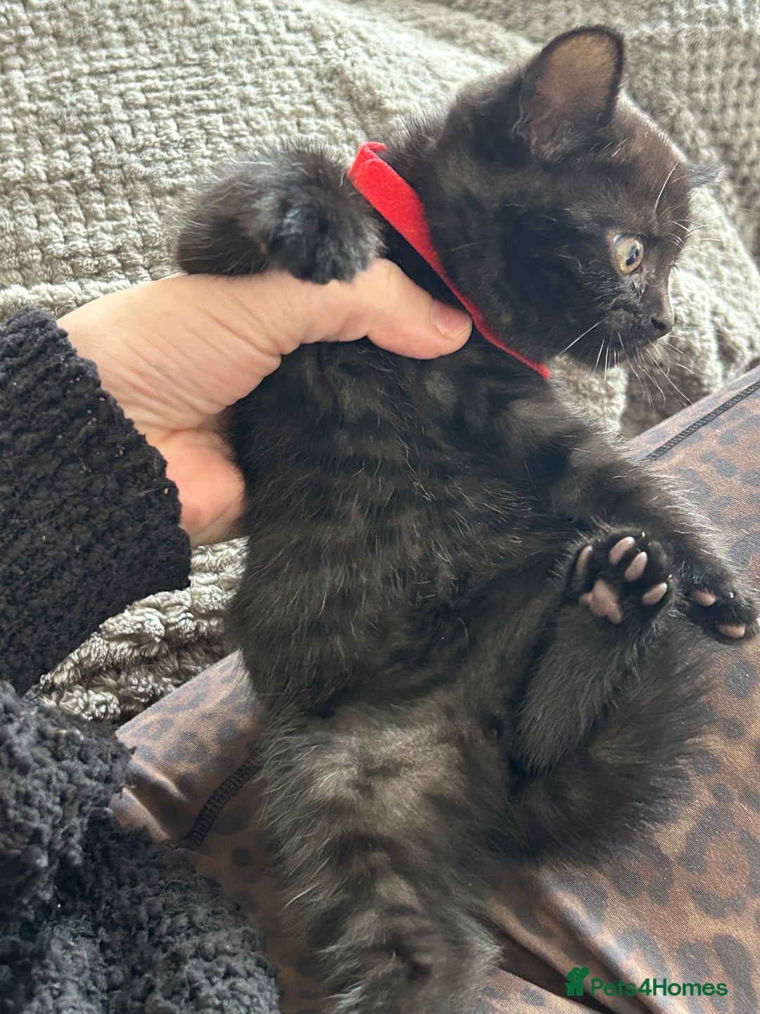 Mixed Breed cats for sale: Kitten British blue x pure black Tom cat - Image 5