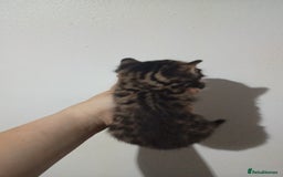 Bengal cats for sale: Pure bengals - Image 8