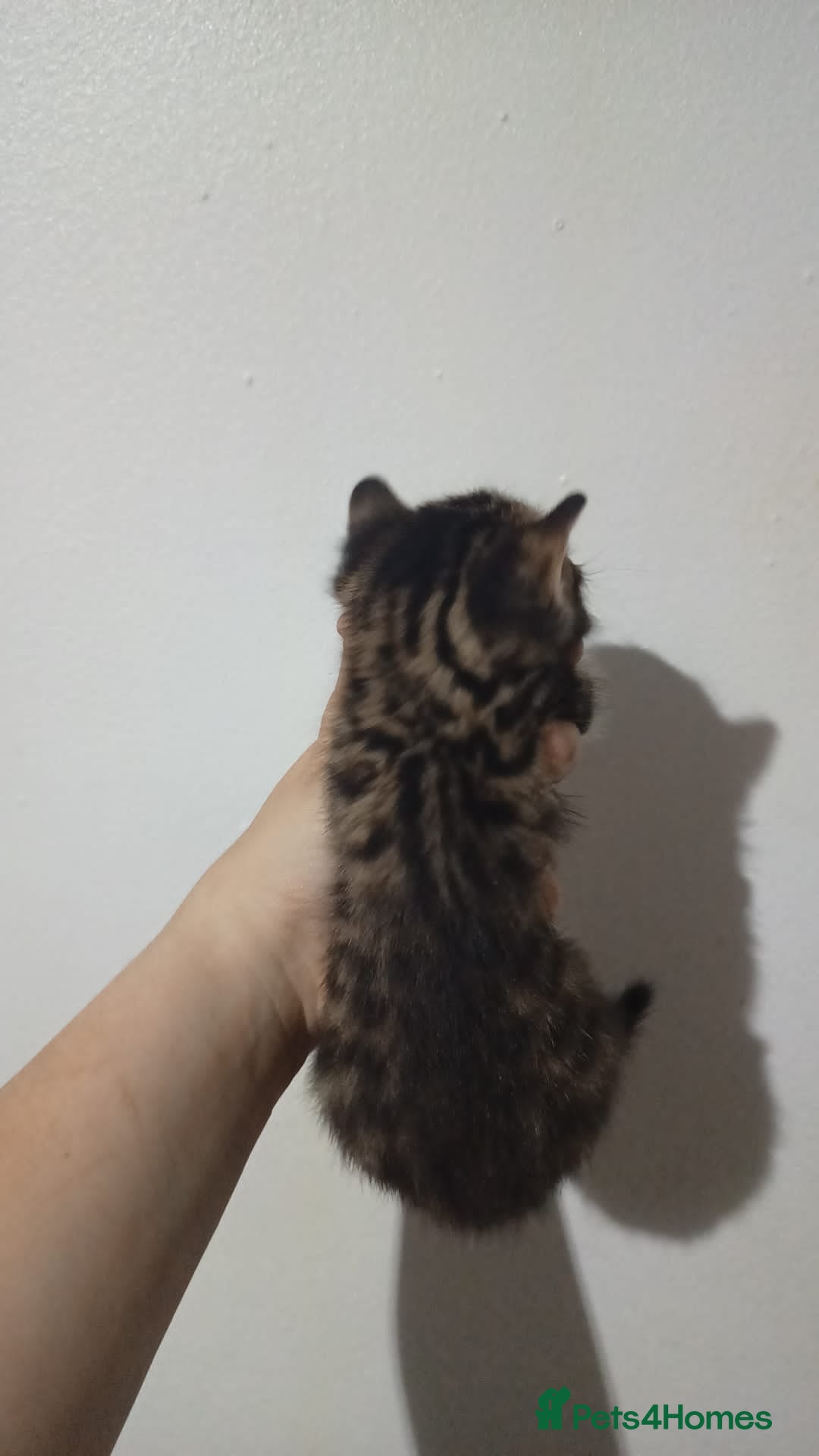 Bengal cats for sale: Pure bengals - Image 8