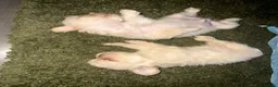 French Bulldog dogs for sale: Teddy bear Floodle pups  in Manchester - Advert 13
