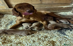 Hungarian Vizsla dogs for sale: Gamekeeper bred KC registered Crufts progeny - Image 3