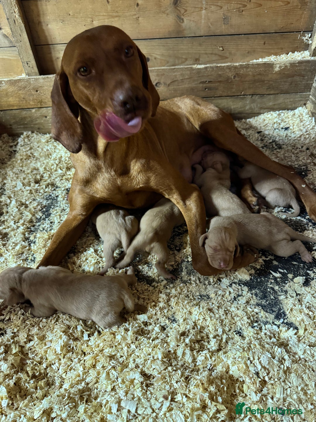 Hungarian Vizsla dogs for sale: Gamekeeper bred KC registered Crufts progeny - Image 3
