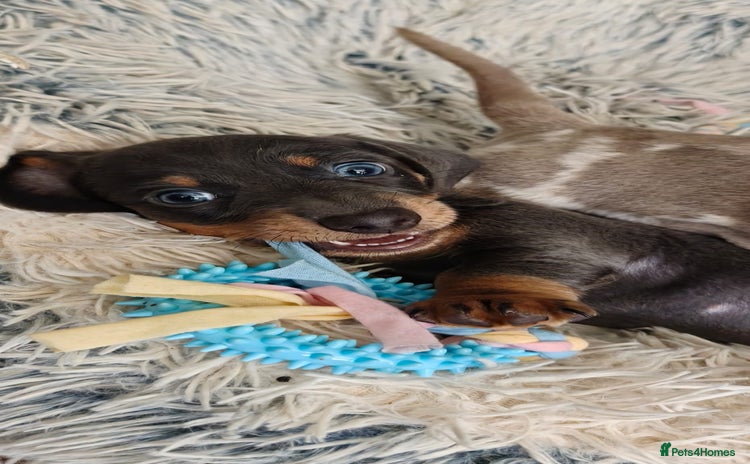 Miniature Dachshund dogs - Advert 1