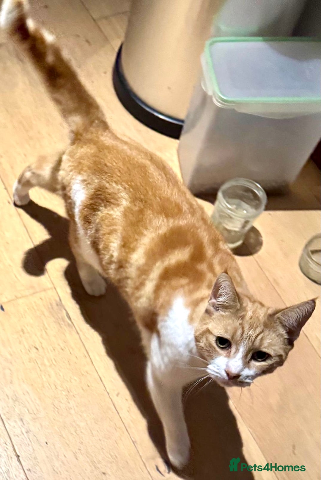 British Shorthair cats for sale: Spice - Advert 11