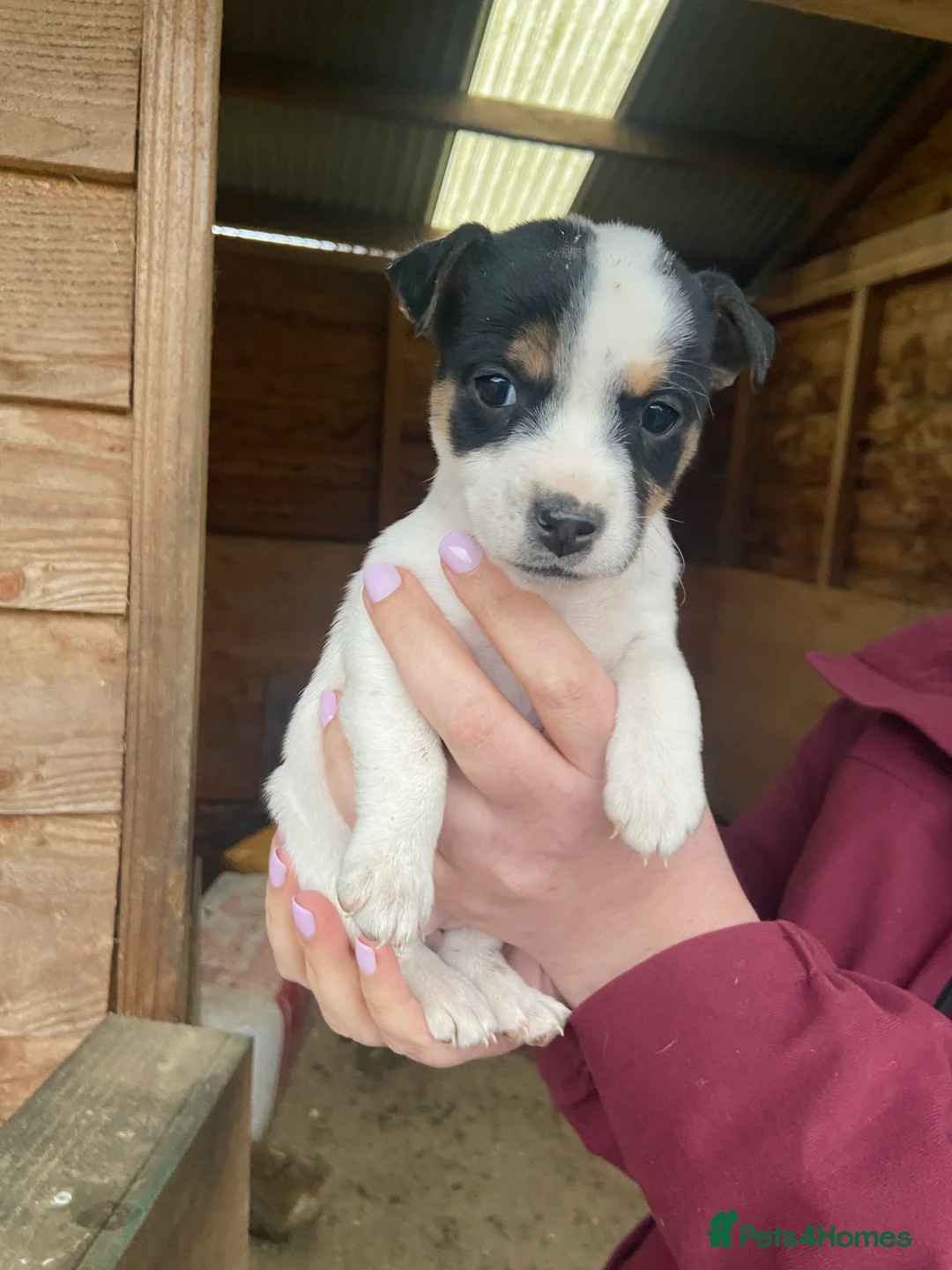 Jack Russell dogs for sale: Beautiful True to type Jack Russell  - Advert 3