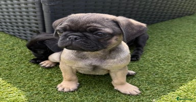 Pug dogs - Advert 6