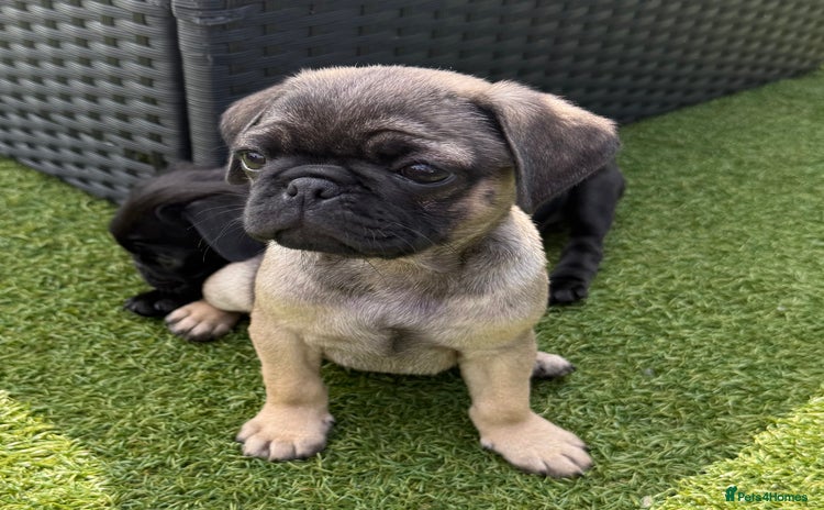 Pug dogs - Advert 1