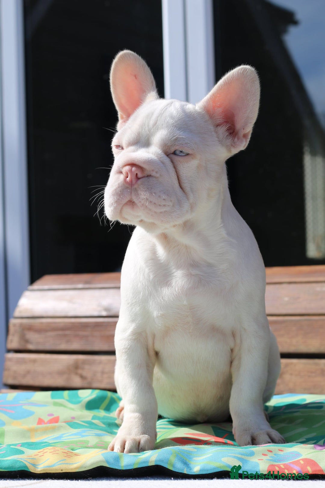 French Bulldog dogs for sale: Stunning merle boy  - Image 5