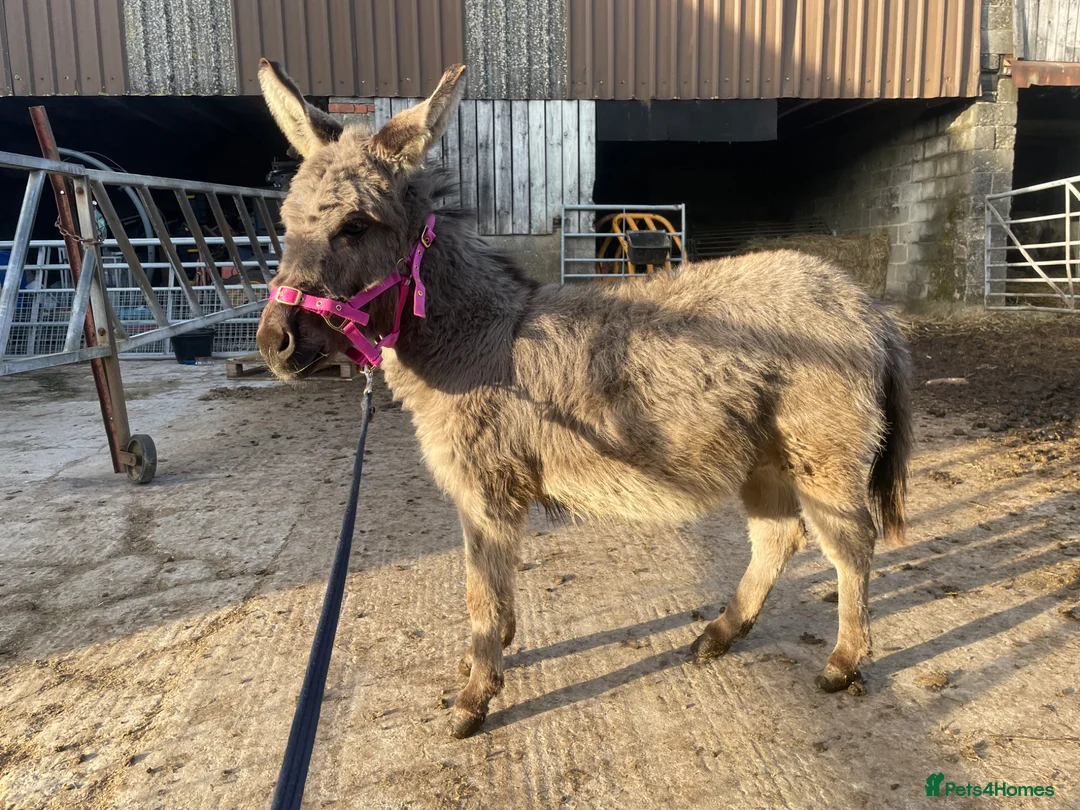Miniature horses for sale: Buddy the Miniature Mediterranean Donkey - Advert 1