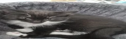 Mixed Breed cats for sale: 1 playful black and white kittens free  - Advert 13