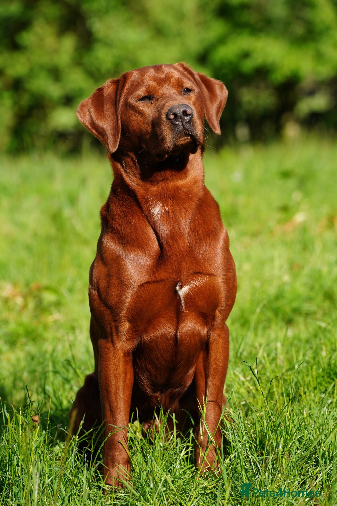 Labrador Retriever dogs PROVEN DARK RED FULLY HEALTH TESTED LABRADOR STUD - Advert 1