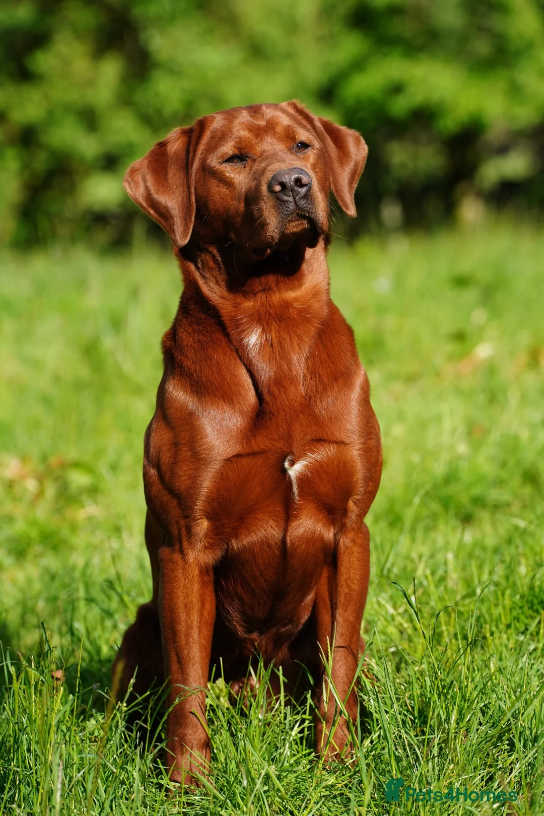 Labrador Retriever dogs for stud: PROVEN DARK RED FULLY HEALTH TESTED LABRADOR STUD - Advert 2