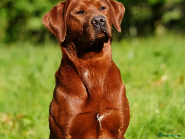 Labrador Retriever dogs for stud: PROVEN DARK RED FULLY HEALTH TESTED LABRADOR STUD - Advert 1