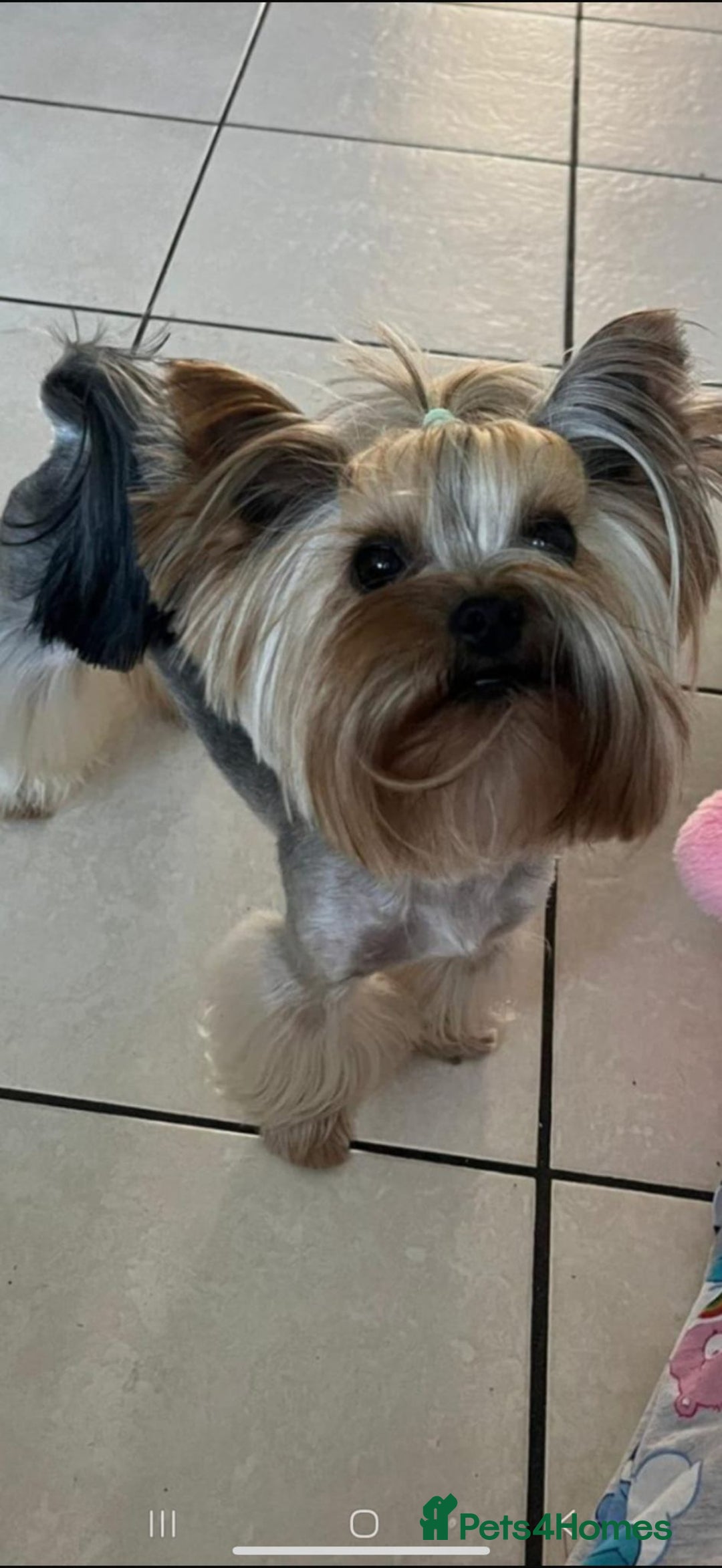 Yorkshire Terrier dogs for sale: Exceptional quality yorkshire terrier puppies  - Advert 9